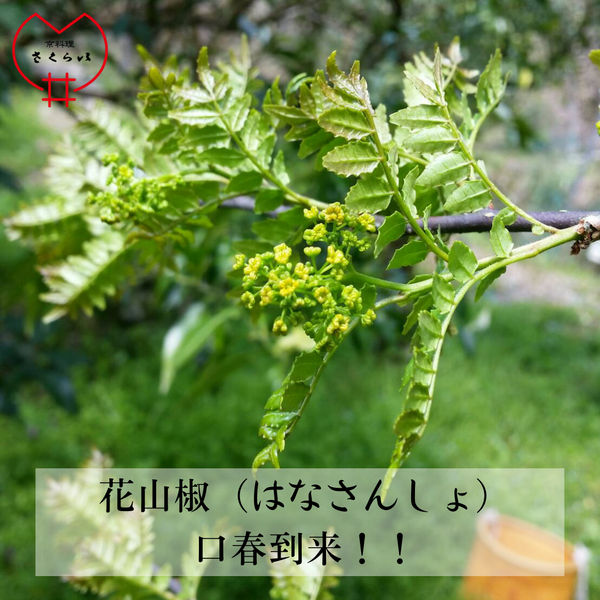 「口春到来!！　花ちりめんの秘話」