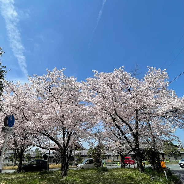 ひらひらの「かつお節」、おいしいです!!