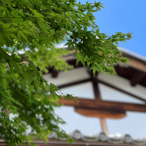 かつお節「賀茂削り」と春野菜の関係